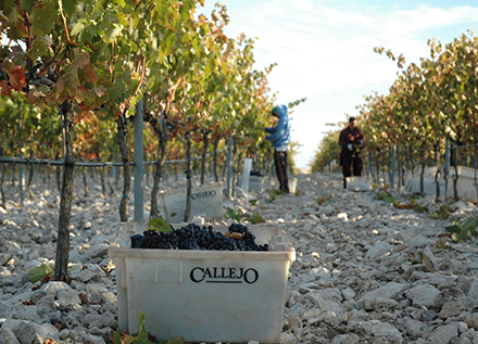 Bodegas Félix Callejo