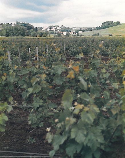 Château Franc Patarabet
