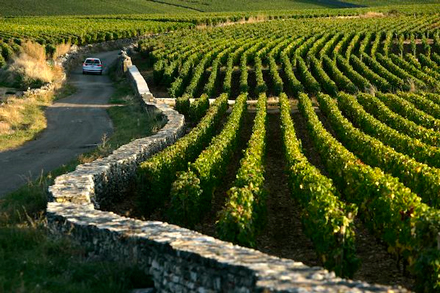 Smukke vinmarker i Bourgogne