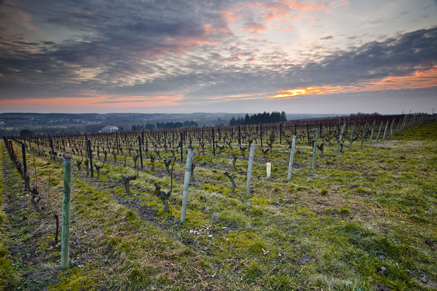 Loire diverse vinproducenter